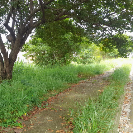 Pedro Kawai protocolo nesta sexta-feira indicações que solicitam poda de árvores, corte de mato e limpeza geral do sistema de lazer