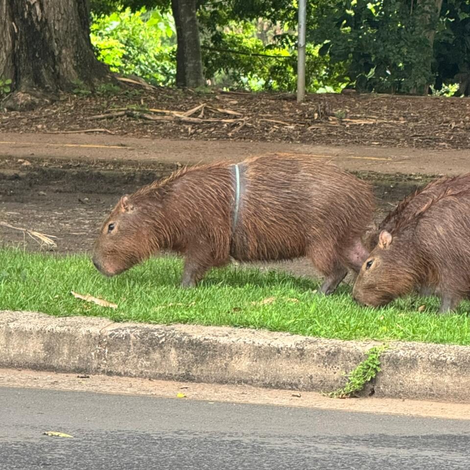 Equipes da Divisão de Proteção Animal monitoram o animal com frequência, buscando a melhor e mais segura oportunidade para realizar a captura e retirar o artefato
