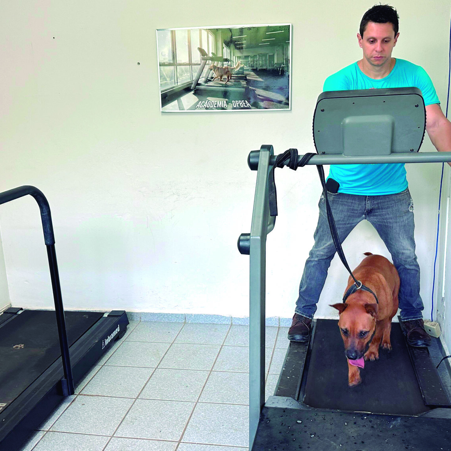 Sala conta com duas esteiras destinadas à prática de exercícios e passeios dos cães que vivem no setor. Crédito: Divulgação