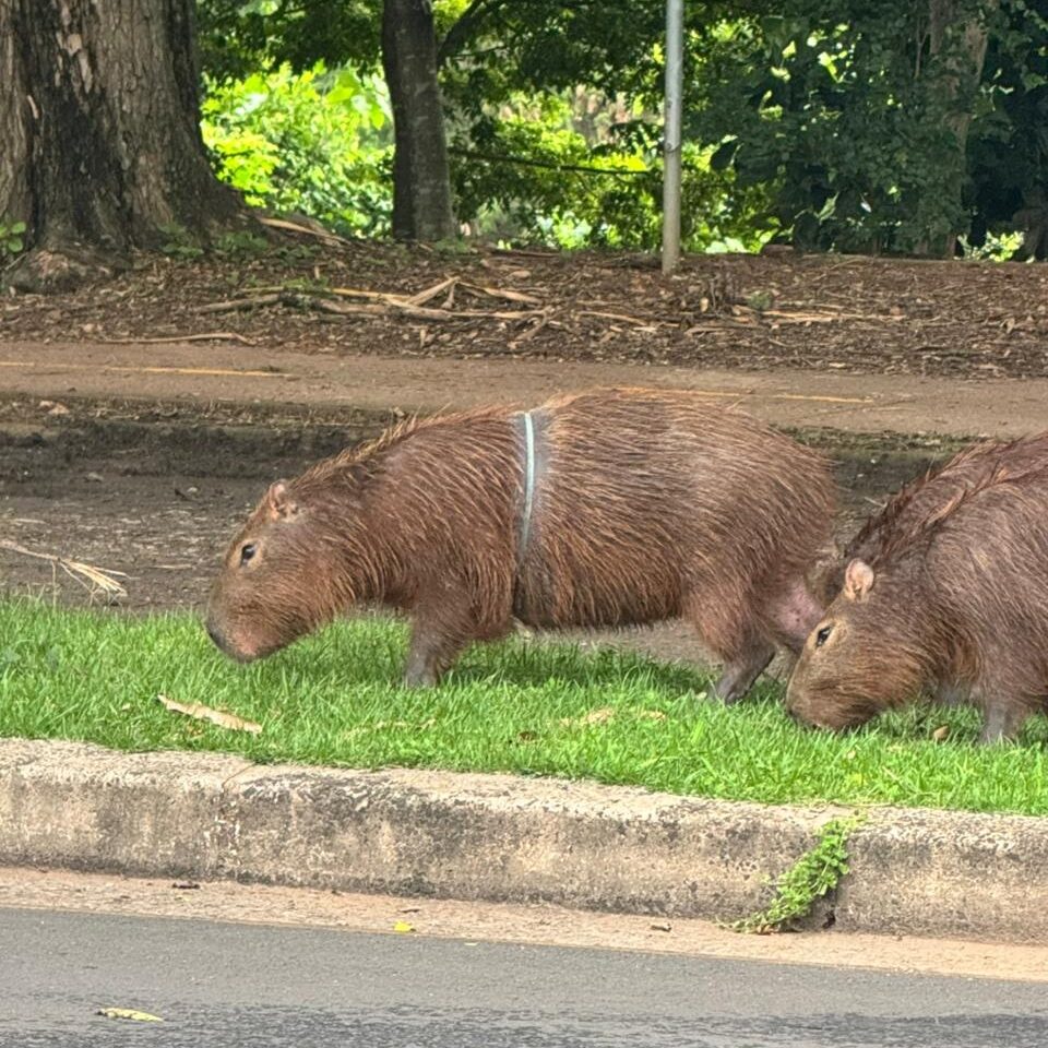 Capivara com artefato preso ao corpo segue monitorada por equipes técnicas da Prefeitura. CRÉDITO: Divulgação