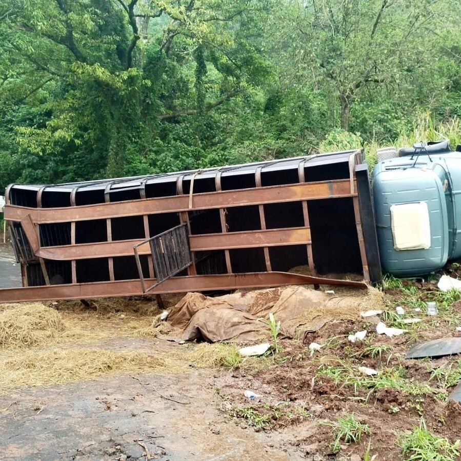 Animais foram resgatados após acidente na Curva do Cocho; motorista não ficou ferido - Foto: Divulgação