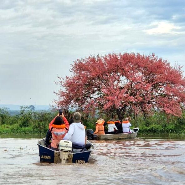 Localizado entre São Pedro e Piracicaba, o Tanquã possui áreas alagadas, lagoas, ilhas e canais que favorecem a presença de diversas espécies - Foto: 