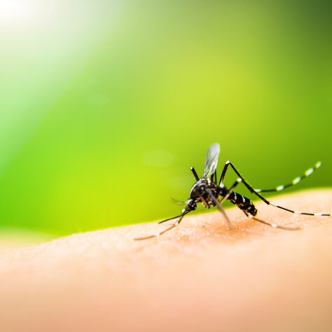Segundo informações do Boletim Epidemiológico nº 13, já foram registrados 1.530.940 casos prováveis de dengue no país; são 16,5% a mais que no mesmo período do ano passado. Foto: Divulgação