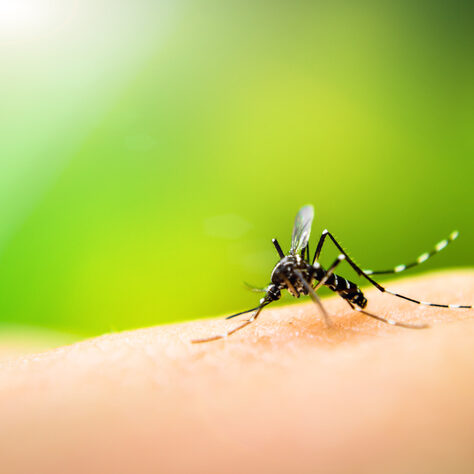 Mosquito sucking blood Segundo informações do Boletim Epidemiológico nº 13, já foram registrados 1.530.940 casos prováveis de dengue no país; são 16,5% a mais que no mesmo período do ano passado. Foto: Divulgação